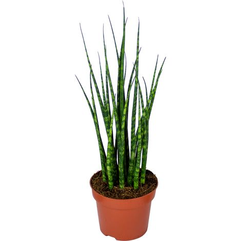 Bloomique - Sansevieria Fernwood Mikado - Langue de belle-mère - Plantes d’intérieur - Dépolluante - Très facile à entretenir - Hauteur 20-30 cm - Pot 12 cm