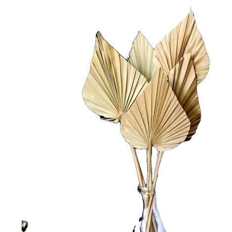 Hojas de palma secas, material vegetal natural, ideal para decoración, 2 unidades. (1/5)