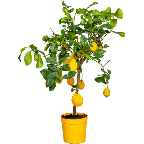 Citronnier Citrus limon 70-80 cm – Pot de culture ⌀ 21 cm – Plante à feuilles persistantes pour exposition ensoleillée