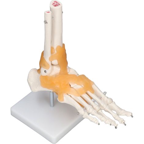 Modèle de pied humain anatomique avec squelette de cheville et ligaments, moulage taille réelle 1:1 (1/5)