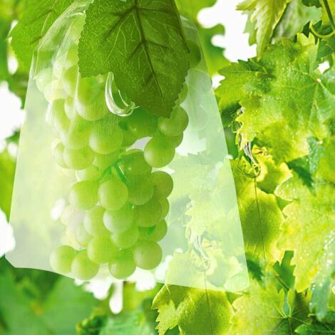100 Sachets De Protection De Fruits Grappes De Raisin Sacs Filet De Protection Contre Oiseaux Et Insectes Guêpes Frelons 30 x 20 cm (1/5)