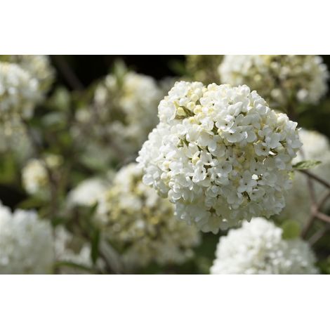 Schneeball 'Eskimo' Viburnum 'Eskimo' Sta C 12 Krone mehrj. Sth. 80- (1/5)