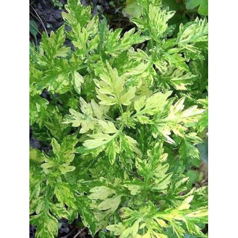 Armoise 'Oriental Limelight' Godet de 8/9 cm (1/3)