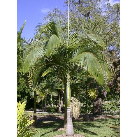 Palmier royal Pot de 7,5L/10L