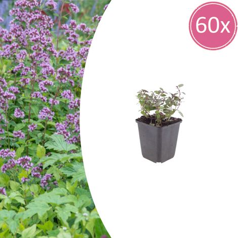 60x Origanum laevigatum 'Herrenhausen' - Plante Vivace Ornementale Rose et Pourpre - Ø9cm - PANGIVO (1/5)