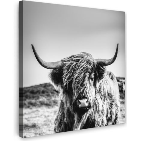 TABLEAU SUR TOILE Vache - Highlander écossais - Noir - Blanc - Animal - Nature - Vie sauvage Tableau Chambre Adulte 90x90 cm