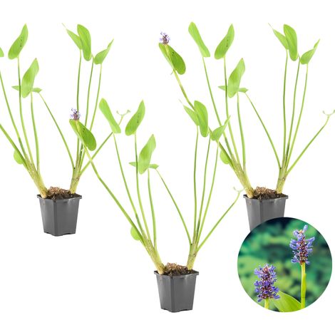 Bloomique - Lot de 3 - Pontederia Cordata - Jacinthe d’eau - Pontédérie - Plantes de bassin - Plantes aquatiques - Rustique - Hauteur 10-20 cm - Pot 9 cm (1/4)