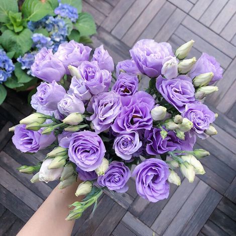 5000 graines de lisianthus couleur lilas clair - Floraison délicate et originale, facile à cultiver, idéal pour jardin et pots (1/4)
