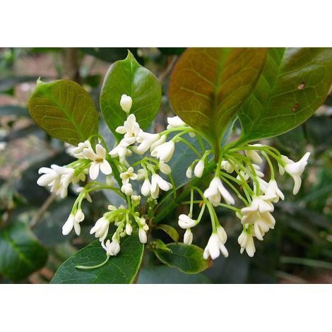 OSMANTHUS FRAGRANS OLEA FRAGRANS BIANCO VASO 20CM