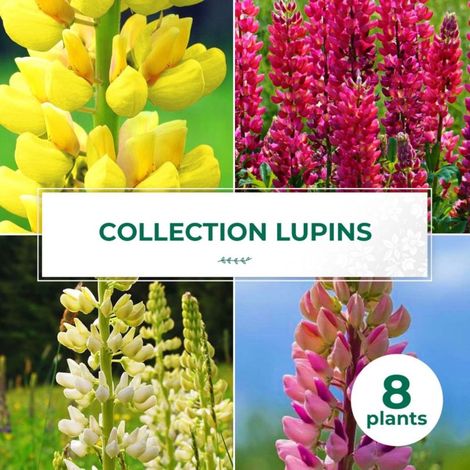 Collections de 8 Lupins (1/2)