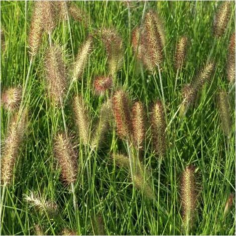 Herbe aux écouvillons Red Head, Pennisetum/Pot de 3L - Touffe (1/4)