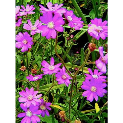 Séneçon rose Godet de 8/9 cm (1/3)