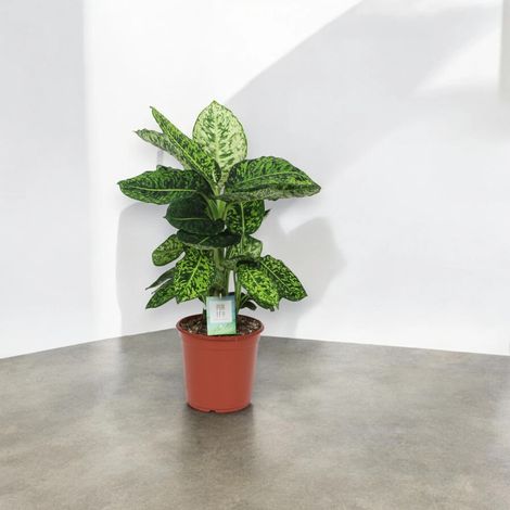 Gardenaria Dieffenbachia 'Reflector' - Pianta da interno ornamentale - Altezza: 65 cm (vaso 17) (1/5)