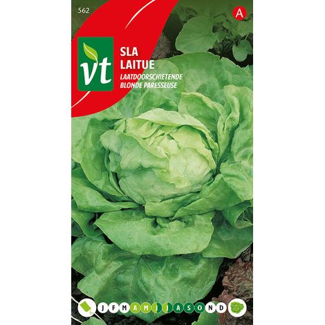 Laitue Blonde Paresseuse - Ca. 3 gr (Livraison Gratuite) (1/2)
