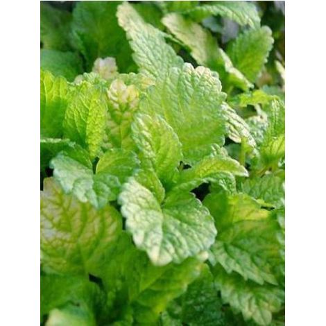 Mélisse citronnelle 'Gold Leaf' Godet de 8/9 cm (1/2)