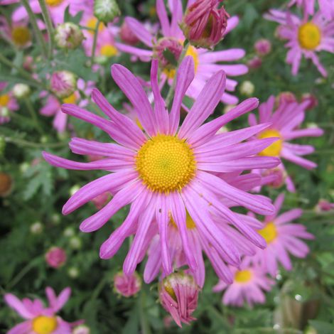 4 x Marguerite d'automne 'Clara Curtis' - godet 9x9 cm (1/5)