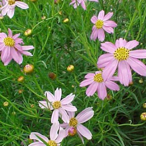 Coréopsis rosea Nana/Godet (1/4)