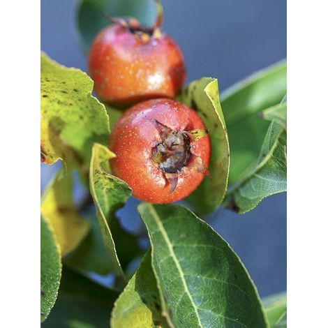 Néflier-aubépine grandiflora Pot de 4L/5L, Tige