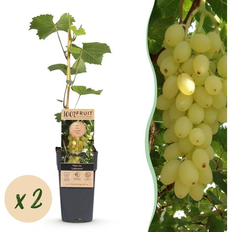 Vigne de Table Vitis vinifera Lakemont Raisin Jaune Doré Lot de 2 Plantes Pot 15cm H50cm - PANGIVO (1/5)