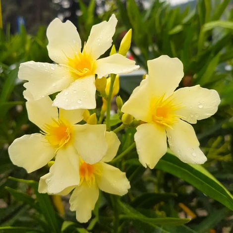 Oleandro a cespuglio "Nerium Oleander" pianta in vaso ø24 cm h. 1 metro circa - Giallo