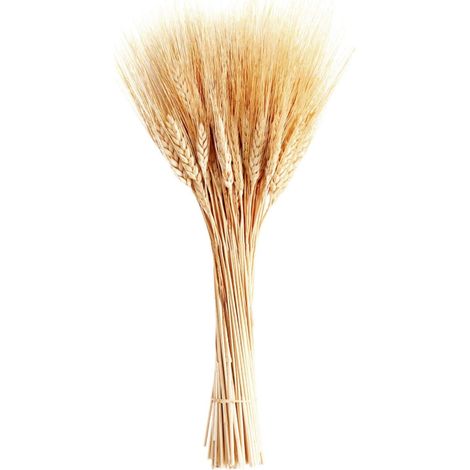 Tiges De Blé Séchées - 100 Tiges Par Fagot - Décoration Intérieure Et Événements Festifs - Hauteur 40 Cm (1/5)