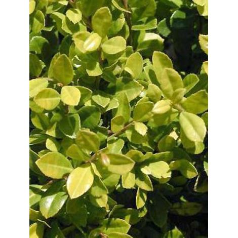 Houx crénelé 'Golden Gem' Pot de 2L/3L (1/3)
