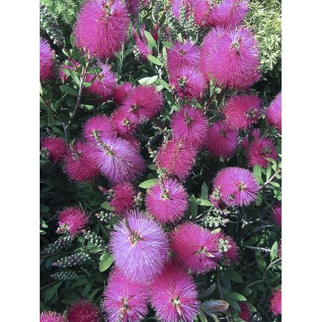 Rince-bouteilles 'Hot Pink' Pot de 2L/3L (1/4)