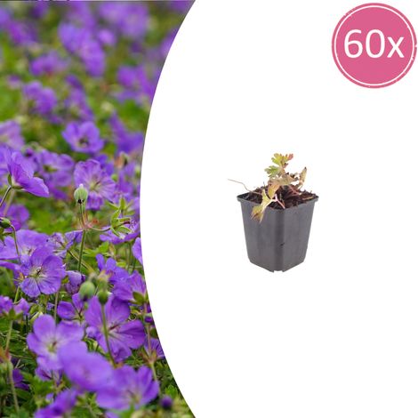 Lot de 60 Géraniums 'Azure Rush' Vivaces Couvre-sol Fleurs Bleu Vif 10-25 cm Pot Ø9 cm - PANGIVO (1/5)
