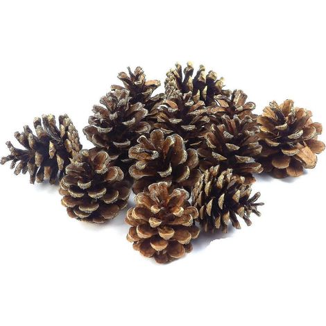 24 piñas de pino de aprox. 7-9 cm. Piñas de pino, piñas de abeto naturales. Decoración navideña para Adviento. (1/5)