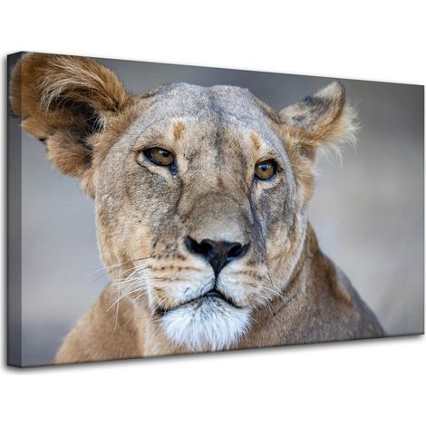 Leinwanddruck Tiere Löwin 80x50 cm