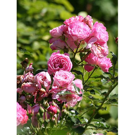 Rosier miniature 'Charmant' Pot de 2L/3L