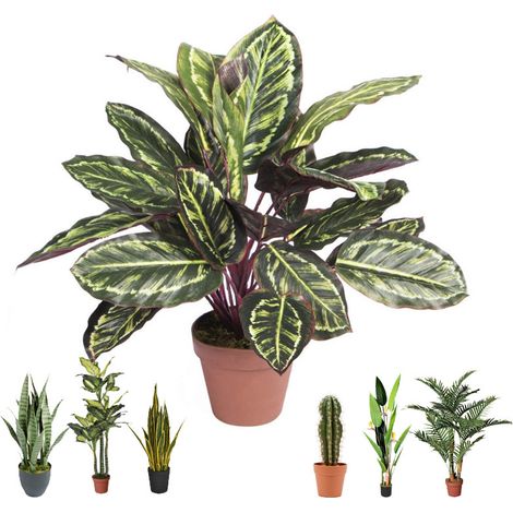 Plante Artificielle Calathea Zebra 49cm avec pot Plantes en plastique pour la décoration de jardin intérieur et extérieur (1/3)