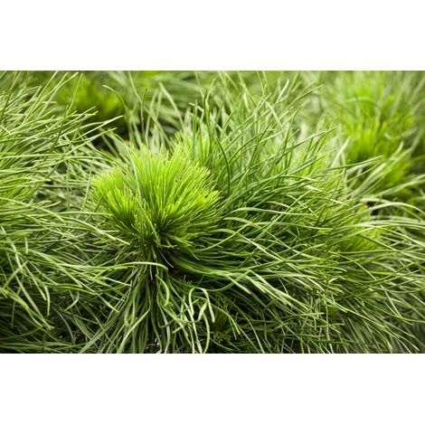 Berg-Kiefer 'Varella' Pinus mugo 'Varella' Sta C 3 Krone mehrj. Sth. 40-