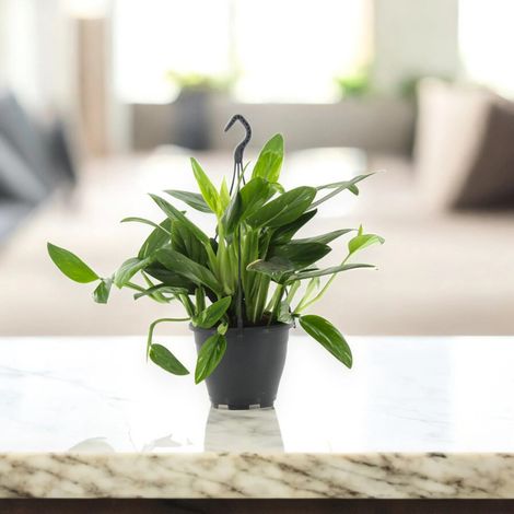 Gardenaria Philodendron 'Cobra' - Pianta da interno ornamentale - Altezza: 35 cm (vaso 14) (1/5)