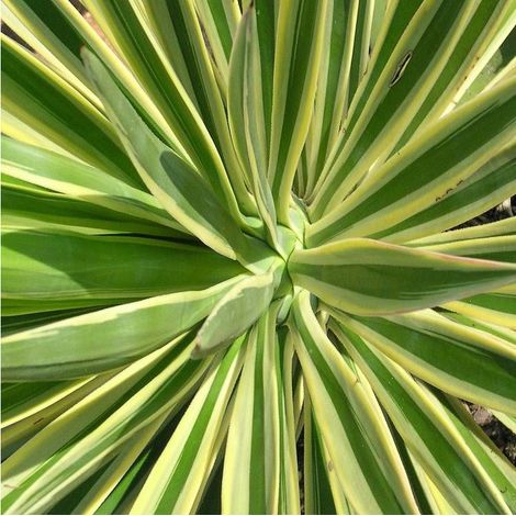 Yucca filamenteux Bright Edge/Pot de 4L - 40/60 cm (1/5)