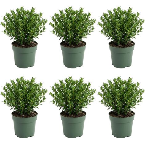 Bloomique - Lot de 6 - Ilex crenata Jenny - Houx japonais - Plante rustique - Plante balcon - Hauteur 10-20 cm - Pot 10 cm