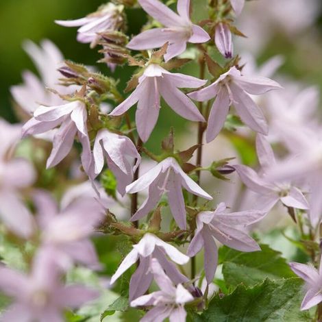 Campanule rampante 'Lisduggan' (Campanula poscharskyana variété Lisduggan) - Campanule variété Lisduggan - Campanula poscharskyana (1/3)