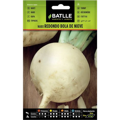 Graines de navet boule de neige sur