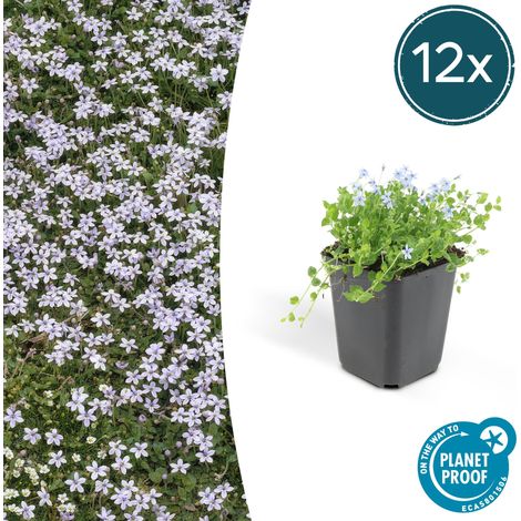 12x Isotoma fluviatilis - Plante Couvre-sol à Fleurs Bleues - Pot Ø9cm - Hauteur 10-25cm - PANGIVO (1/5)