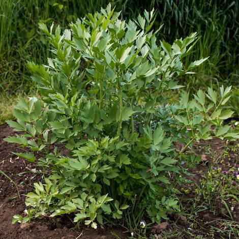 Bloomique - Lot de 3 - Levisticum Officinale - Livèche - Maggiplant - Aromatiques - Plantes de jardin - Résistantes à l'hiver - Hauteur 10-20 cm - Pot 9x9 cm