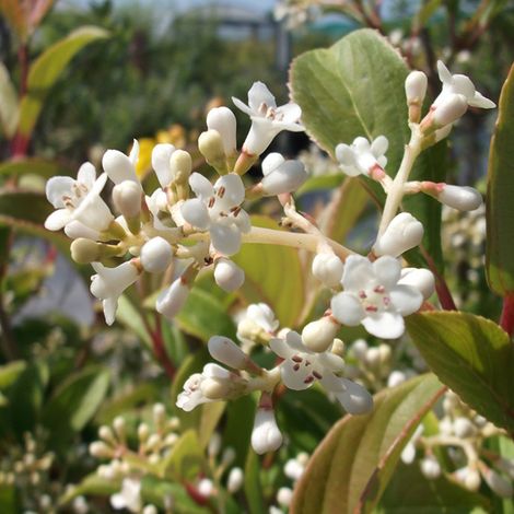 Viorne - Viburnum hillieri 'Winton' - 30-40 cm pot (1/4)