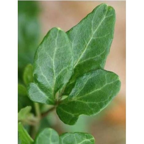 Lierre commun nain 'Shamrock' Godet de 8/9 cm (1/2)