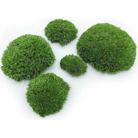 Kissenmoos – Mittelgrün Natur – 0,062 m² (40 x 15 cm) – Frankreich