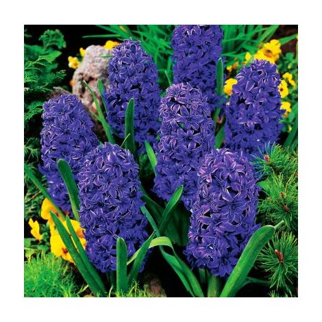 JACINTHE OSTARA - 3 BULBES