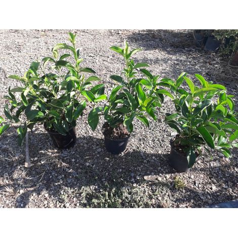 N. 10 PIANTE DI VIBURNO LUCIDO VASO 17 altezza 40/50 cm cespuglio da siepe
