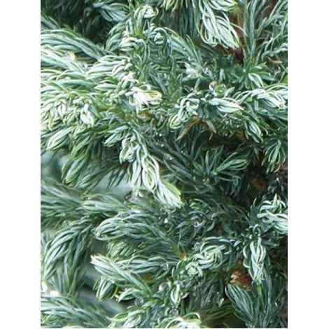 Cyprès Sawara 'Boulevard' Pot de 7,5L/10L (1/3)