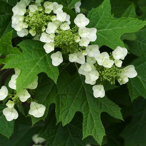 Hortensia à feuilles de chêne - 30-40 cm pot
