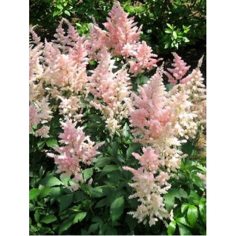 Astilbe 'Peach blossom' Pot de 1,5L/2L