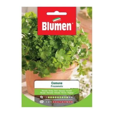 Gemeinsame Petersiliensamen Blumen