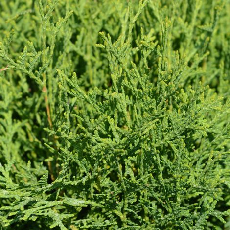 Thuya occidental Tiny Tim - Thuja occidentalis Tiny Tim 20/40cm Pot 2,5L (1/4)